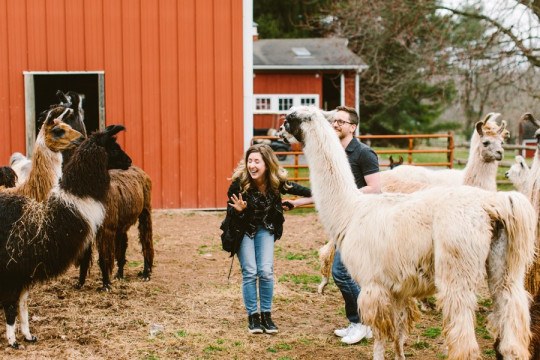 A Llama Farm Marriage Proposal at WoodsEdge Farm