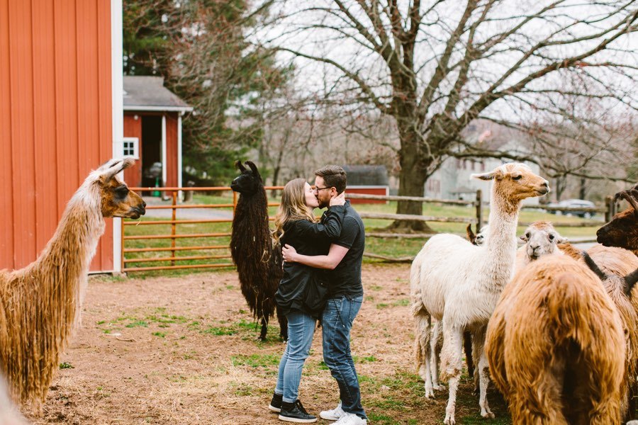 llama farm proposal