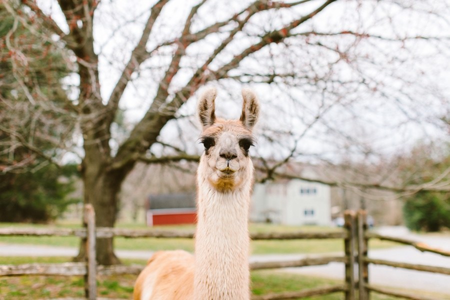 llama farm proposal