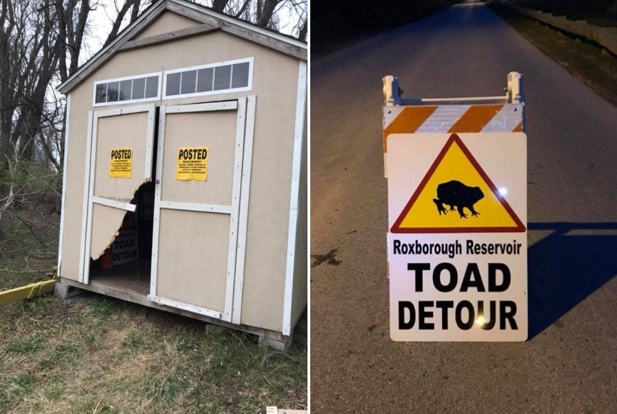 toad detour schuylkill center