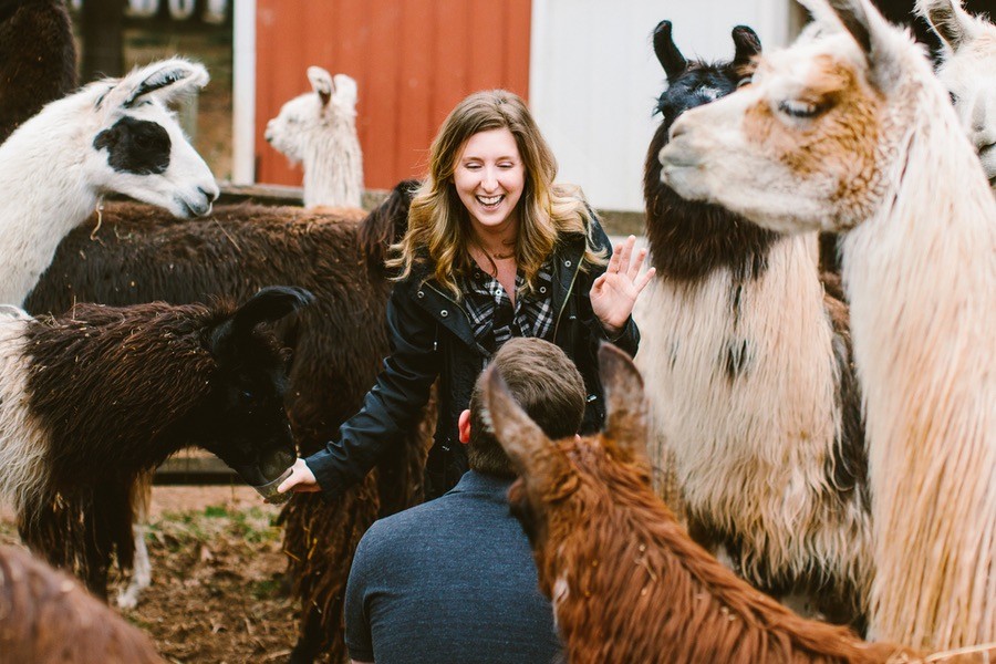 woodsedge farm llama farm proposal