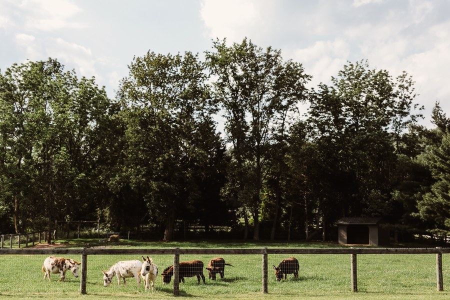 donkeys on a farm