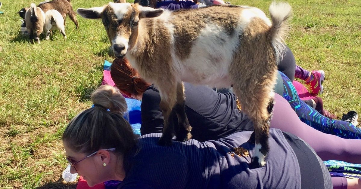 15 Ways to Get Your Animal Yoga Fix in the Philly Area This Summer