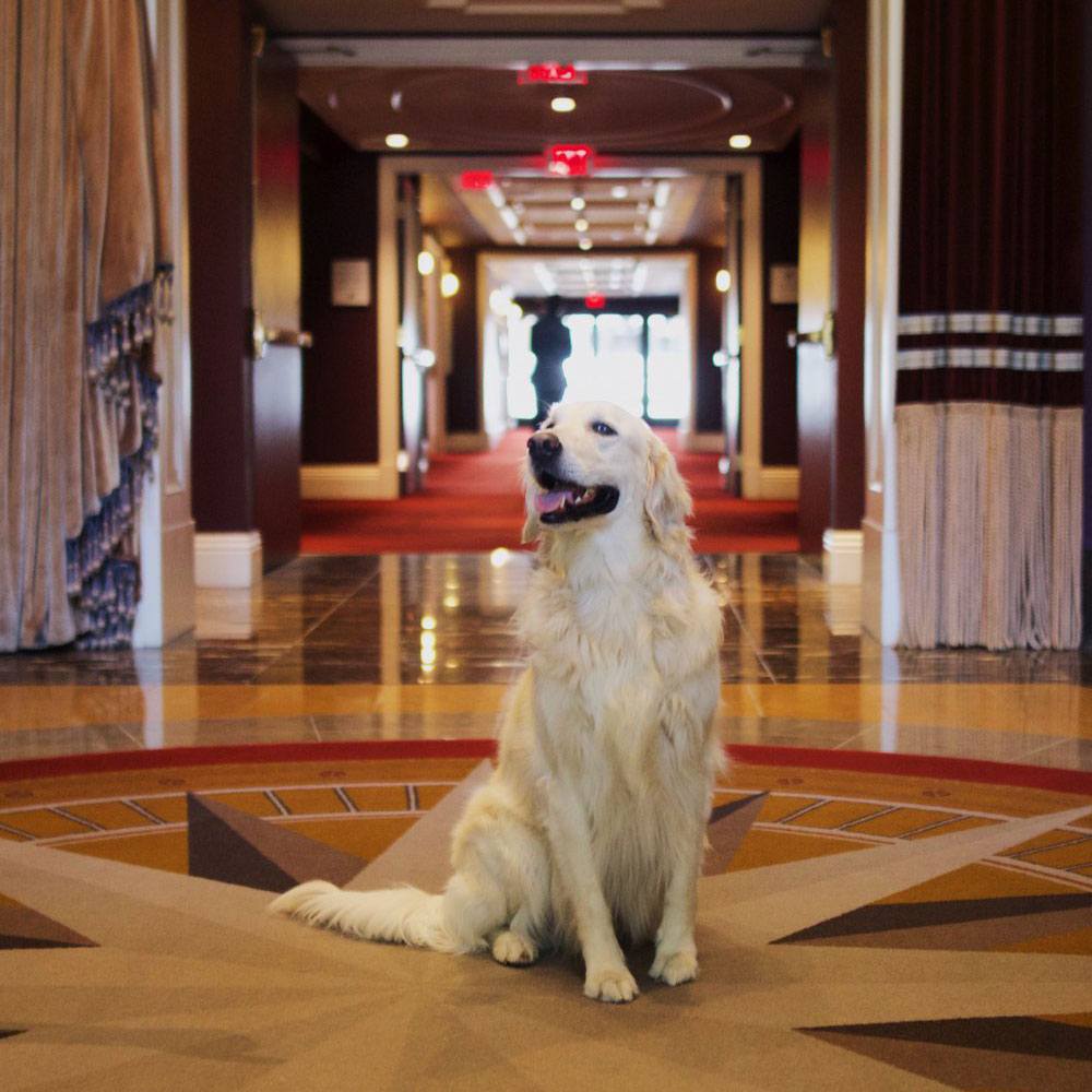 dog-friendly hotels