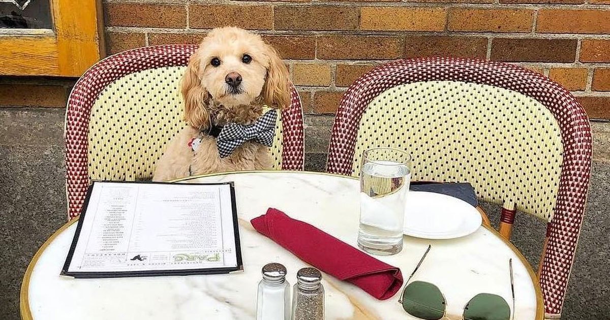 Dog-Friendly Restaurants and Bars in Philadelphia
