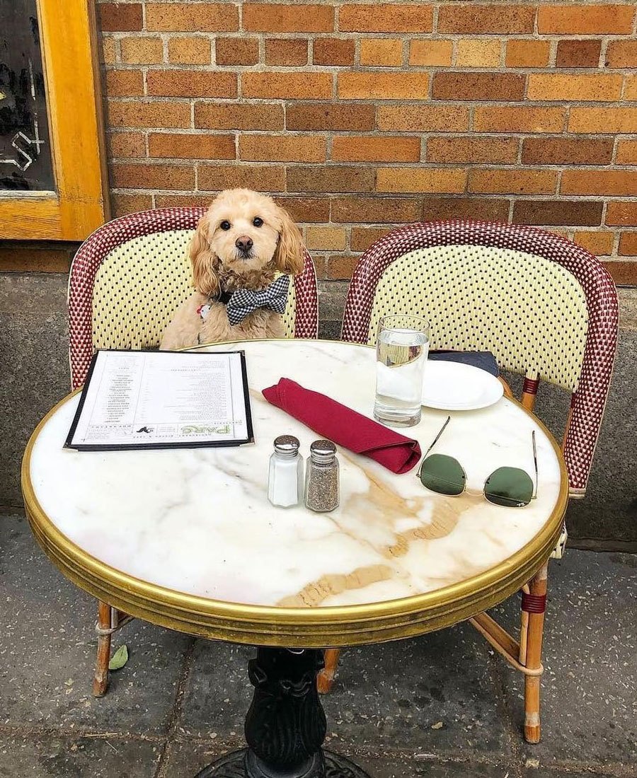 DogFriendly Restaurants and Bars in Philadelphia