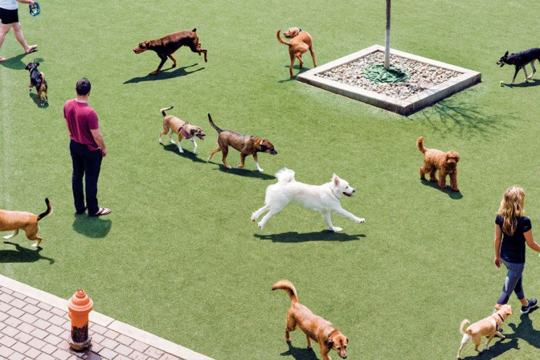 The Ultimate Guide to the Best Dog Parks in Philadelphia