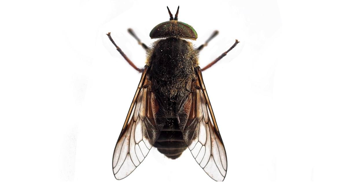 New Biting Flies At The Jersey Shore May Be Caused By Global Warming