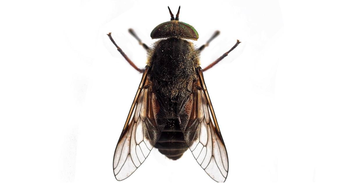 What month do horse flies come out