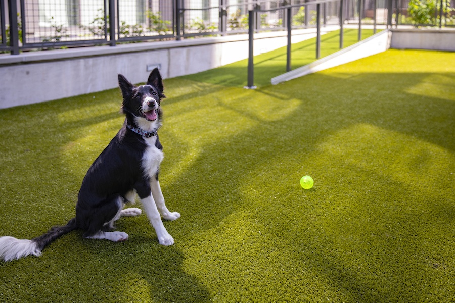 the girard apartment profile dog run