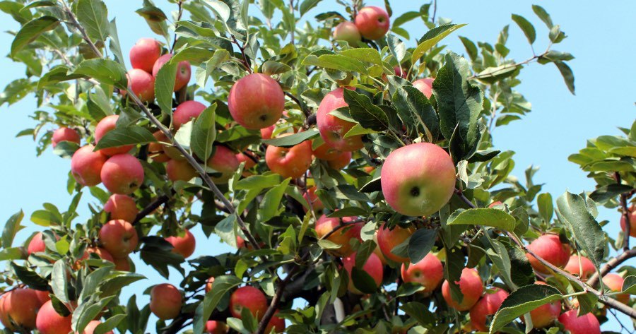 9 Gorgeous Orchards For Apple Picking Within An Hour Of Philadelphia