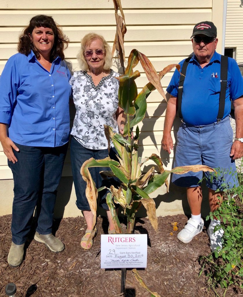 deptford cornstalk