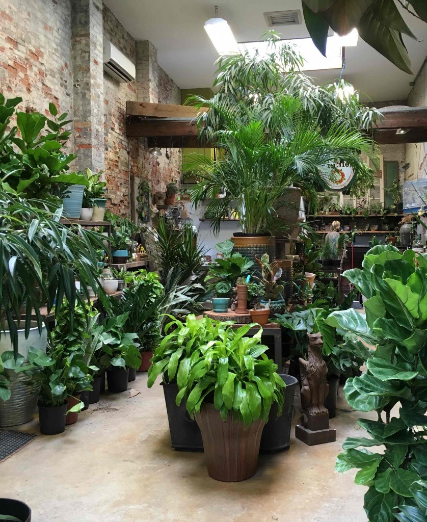 House Plants Online Delivery Toronto at Betty Nicholson blog