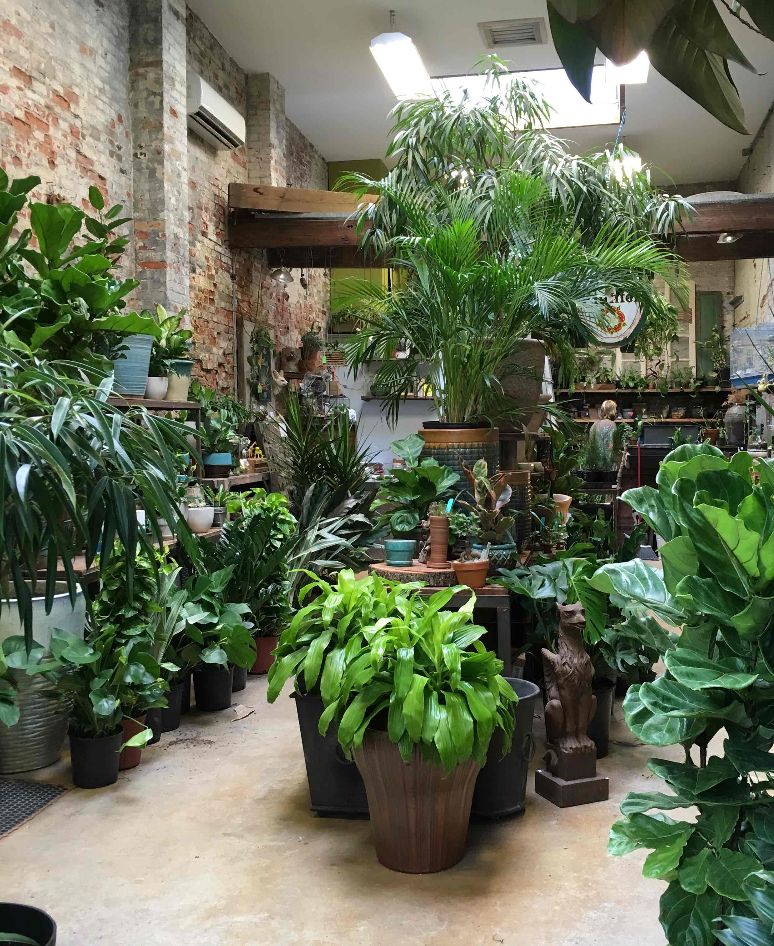 how to make your house plants survive in your philly rowhouse