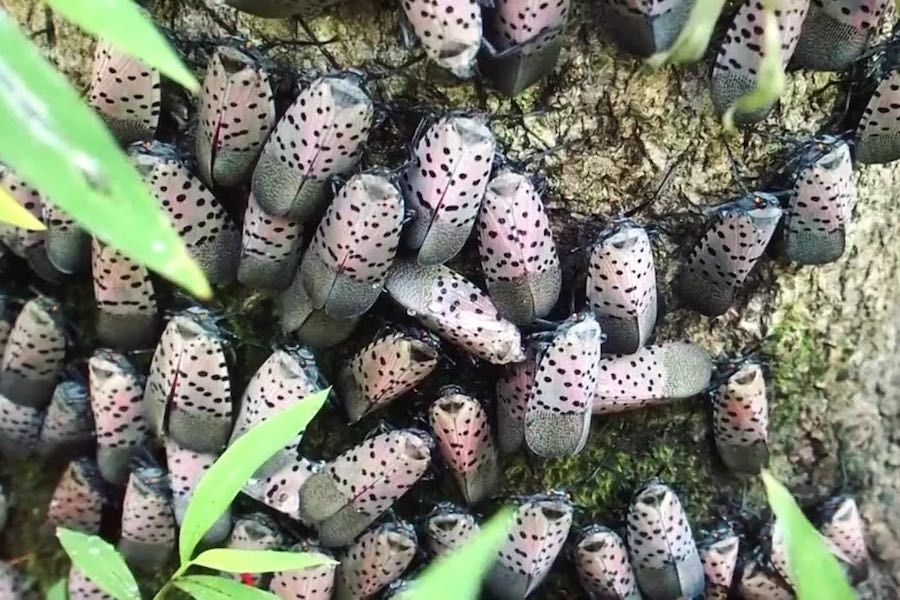 spotted lanternfly philadelphia pennsylvania