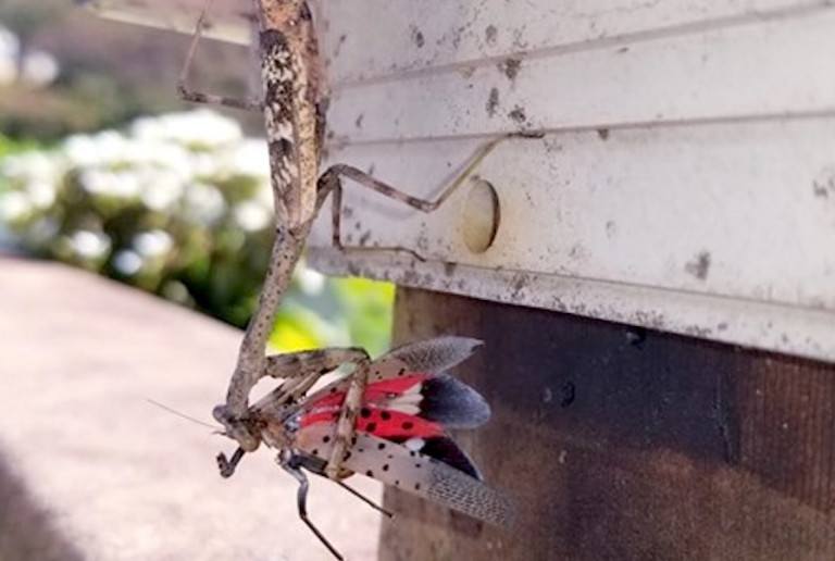 the-spotted-lanternfly-problem-is-about-to-get-even-more-disgusting