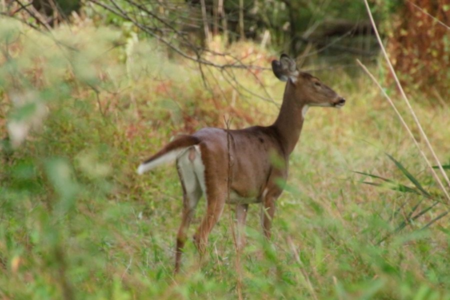 deer hunting at heinz wildlife refuge