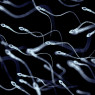 male fertility