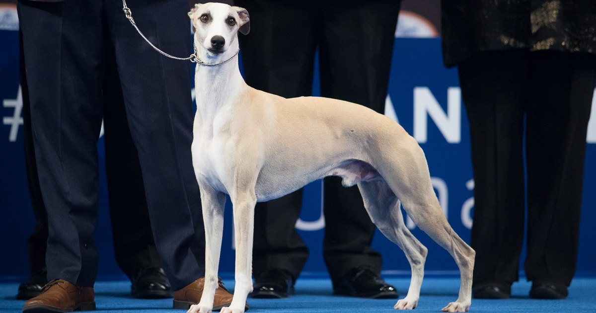 dog show without dogs