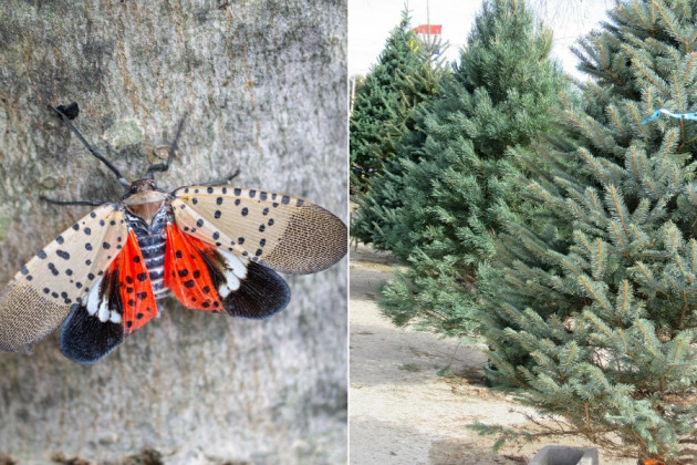 2022 Christmas Trees Lantern Flies Spotted Lanternflies Are Not Hiding in Your SoontoBeChristmas Tree