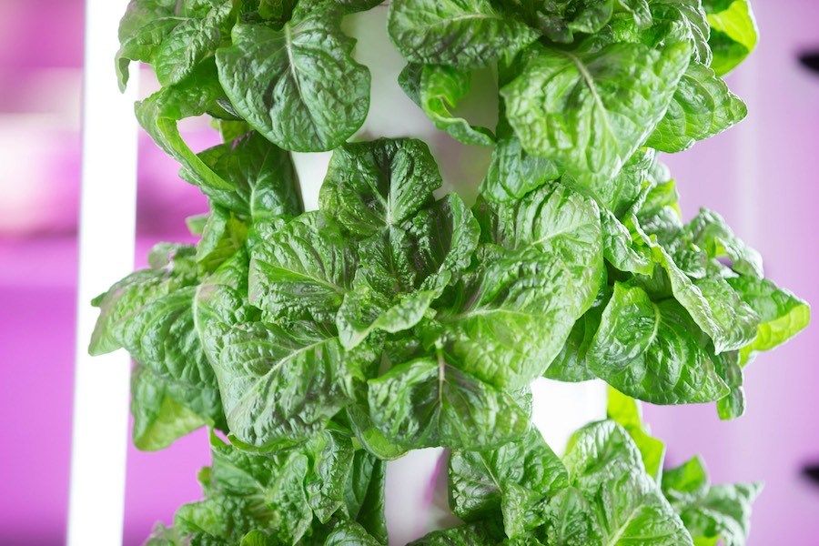 lettuce donated during philly coronavirus crisis