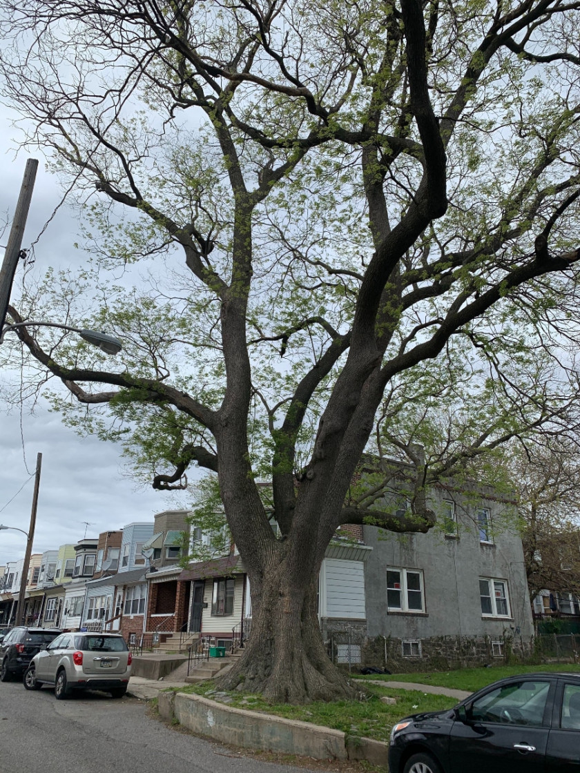 10 of the Coolest, Oldest and Most Storied Philadelphia Trees