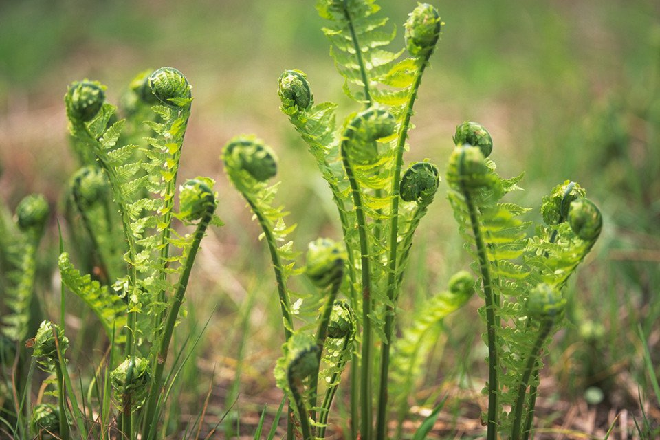 fiddleheads