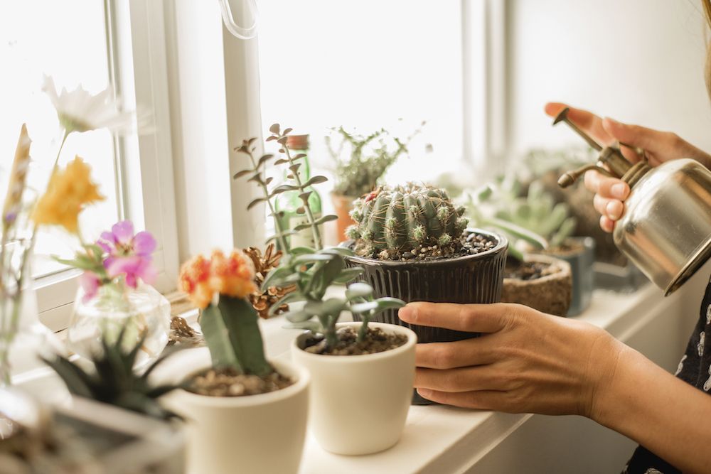 houseplant health benefits