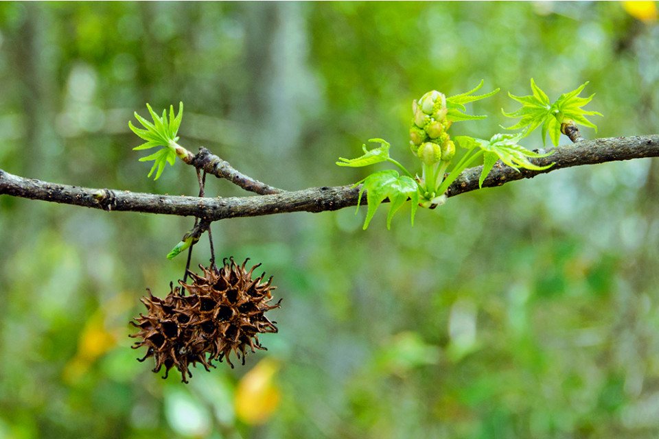 Sweet gum seed pods