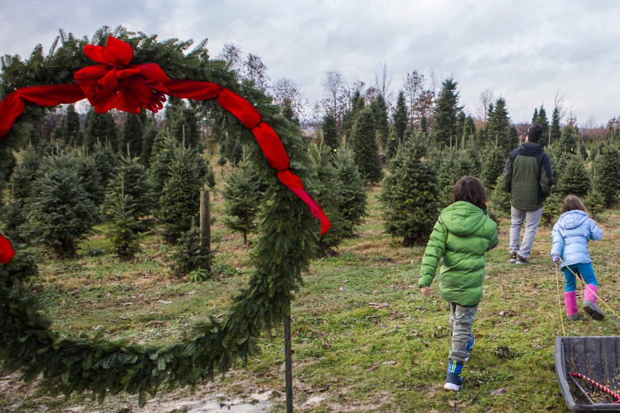 Get Your Christmas Tree At These Farms or With a Delivery Service