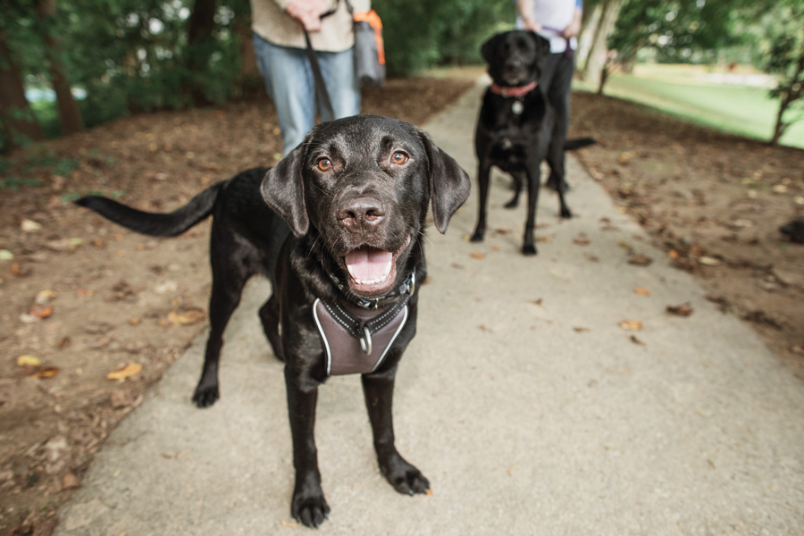 The Swift Rise of the Pandemic Puppy in Philadelphia