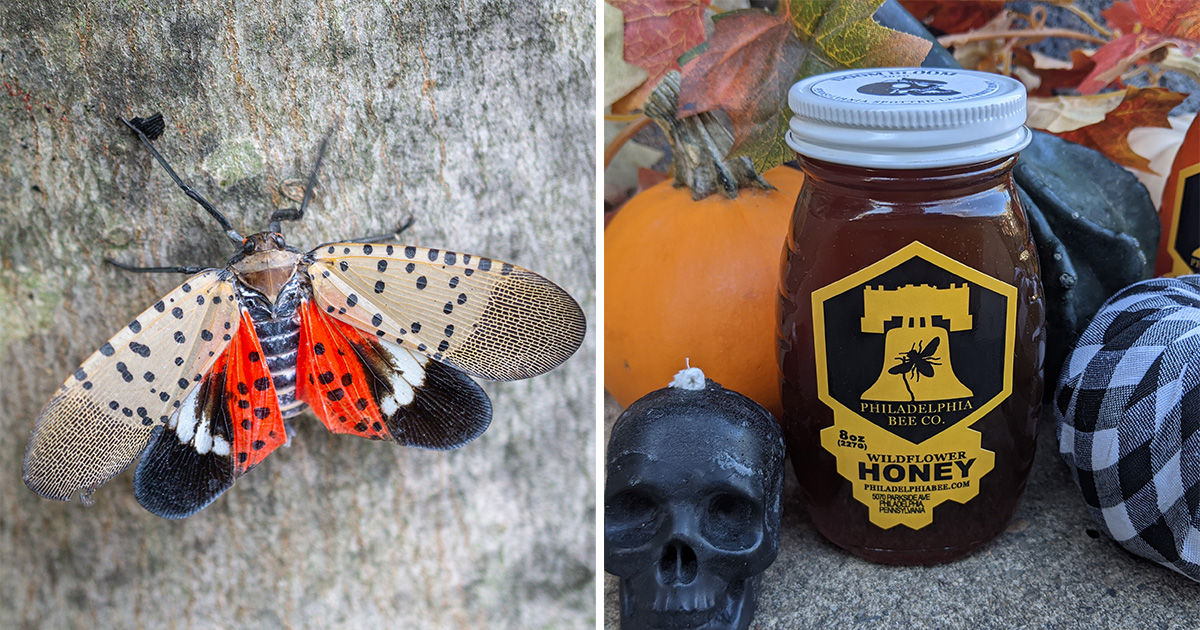 You Can Now Buy Spotted Lanternfly Honey Made in Pennsylvania