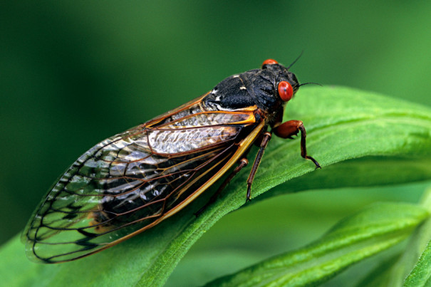 Watch Out: Cicadas Are Coming En Masse to Philadelphia This Spring