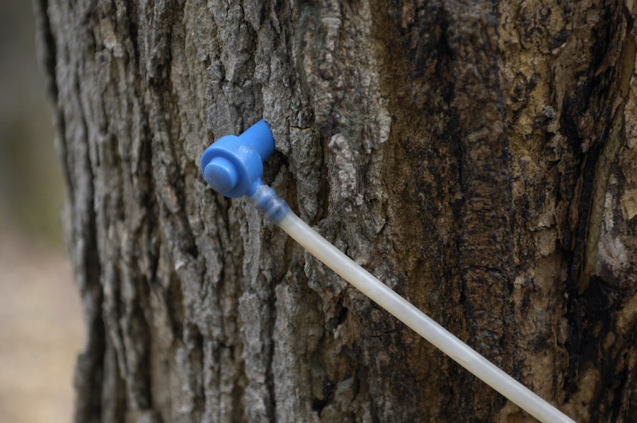 a maple syrup tap in a tree