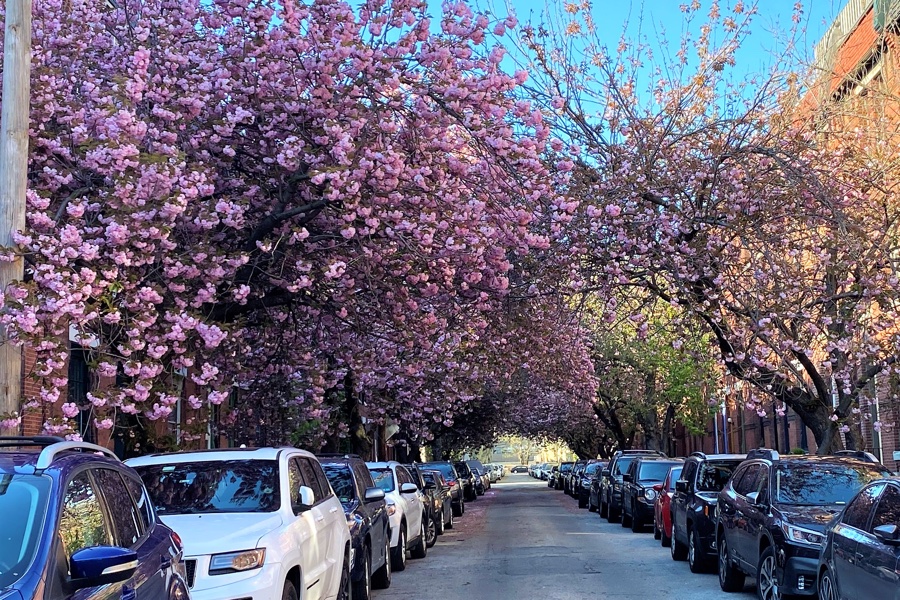 11 Places to See Cherry Blossoms in Philadelphia