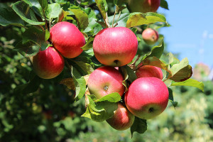 apple trees