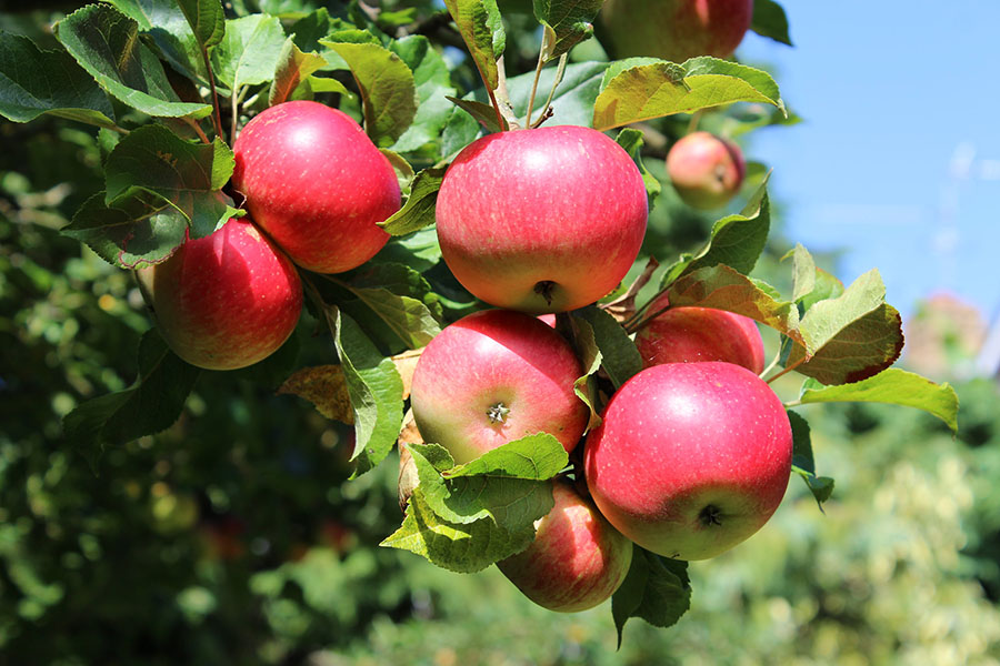 apple trees