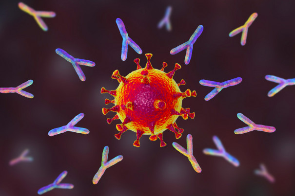 immunome covid antibody cocktail
