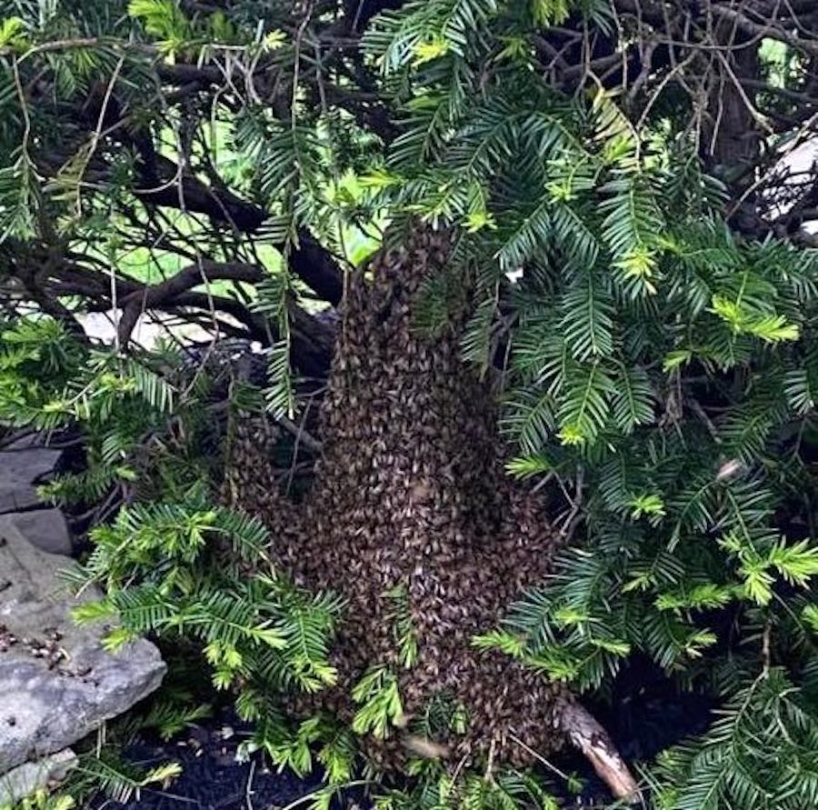 one of the bee swarms in philadelphia