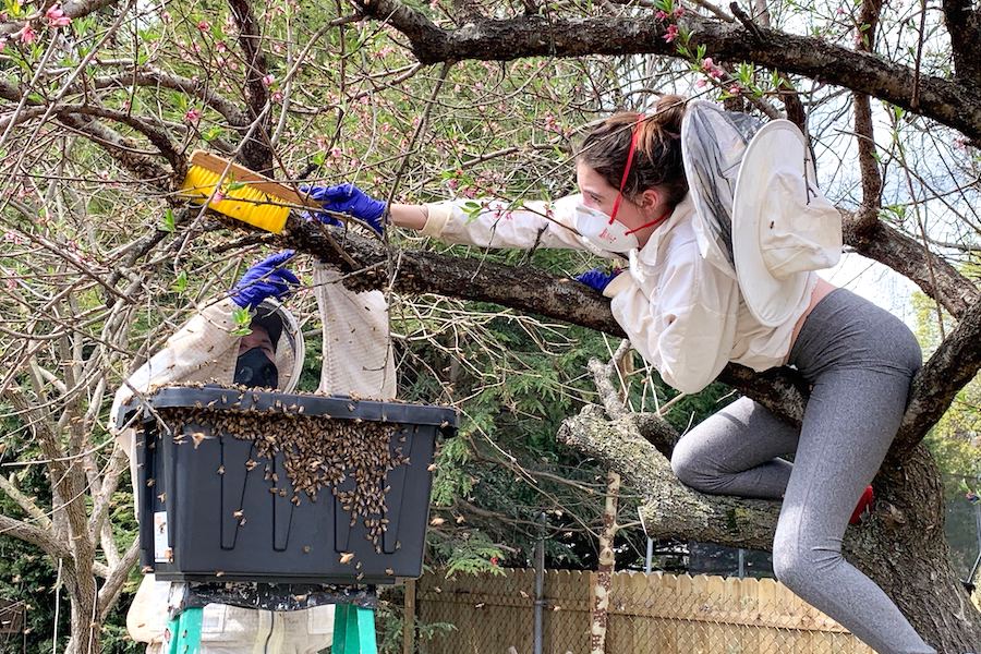 mark and anna berman from south philadelphia rescuing a swarm of bees