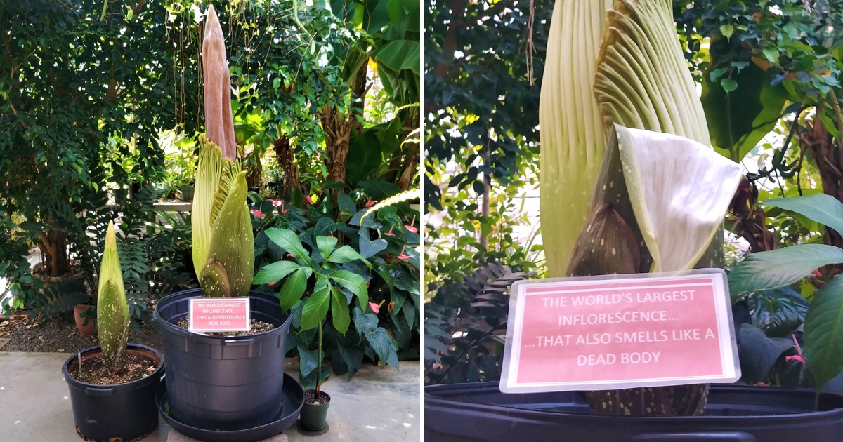 Two Rare Corpse Flowers Ready To Bloom In Philadelphia S Barb Pennsylvania News Today