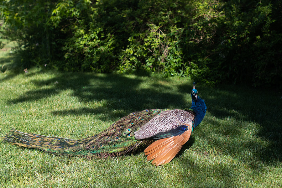 peacock