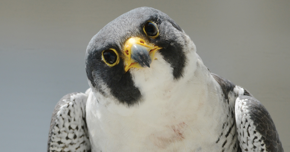 Peregrine Falcon Takes On Huge Pelican In Epic Aerial Battle And Wins |  IFLScience