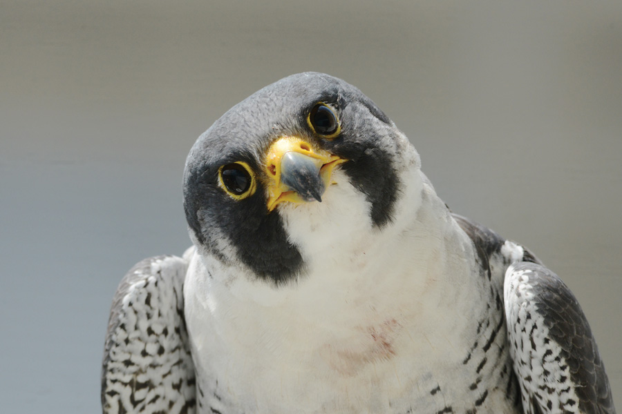 peregrine falcons