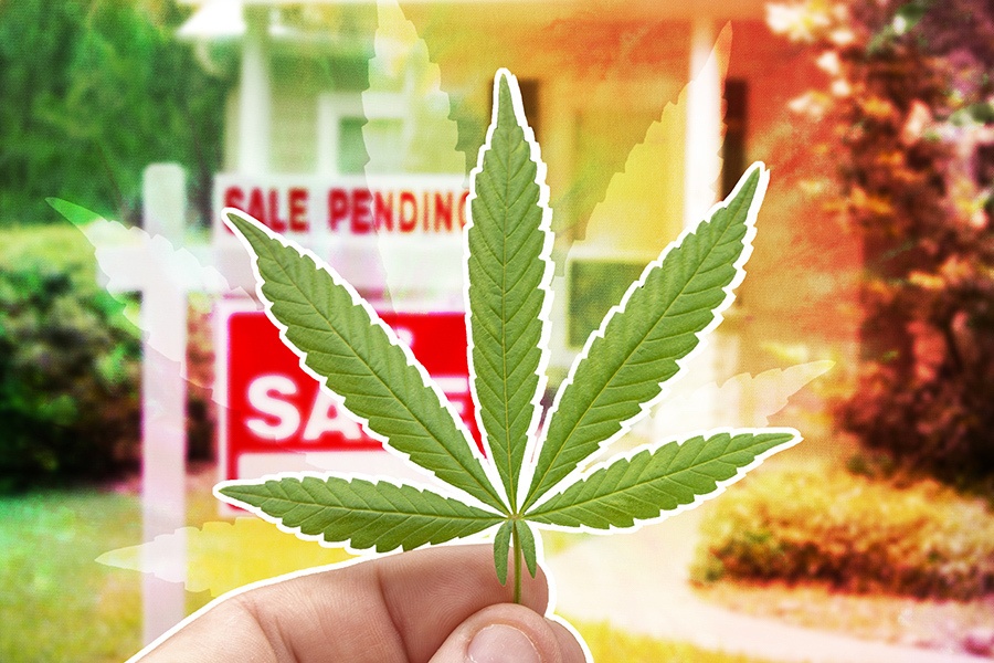 marijuana plant in front of house for sale