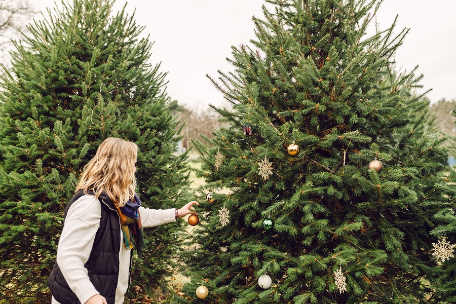 christmas tree farm proposal