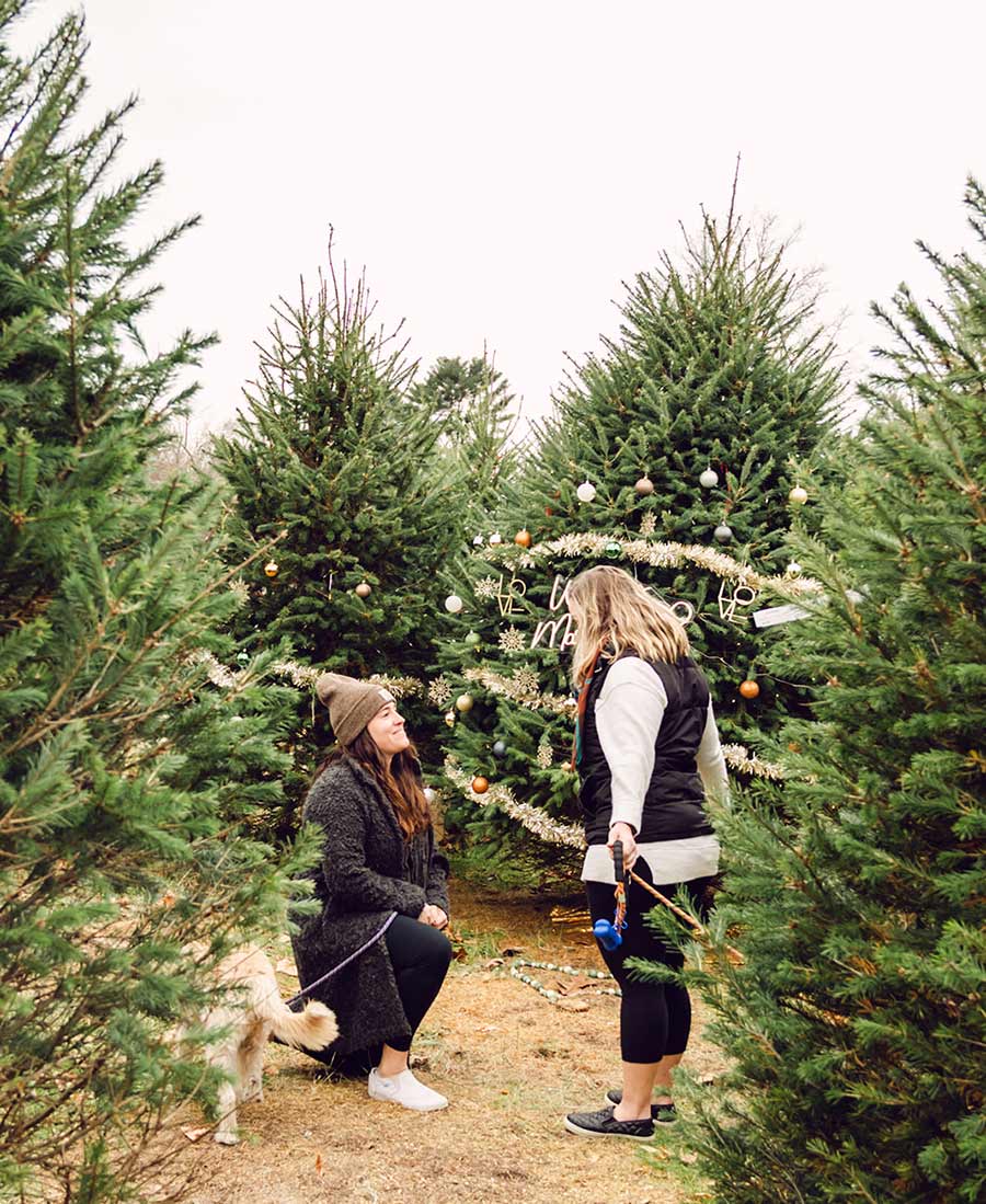 christmas tree farm proposal