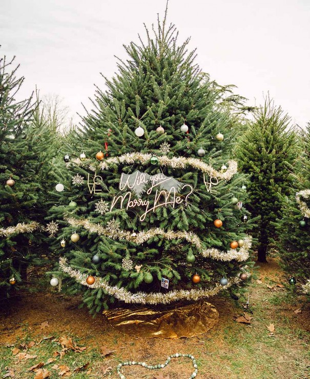 A Christmas Tree Farm Proposal That’s Straight Out of a
