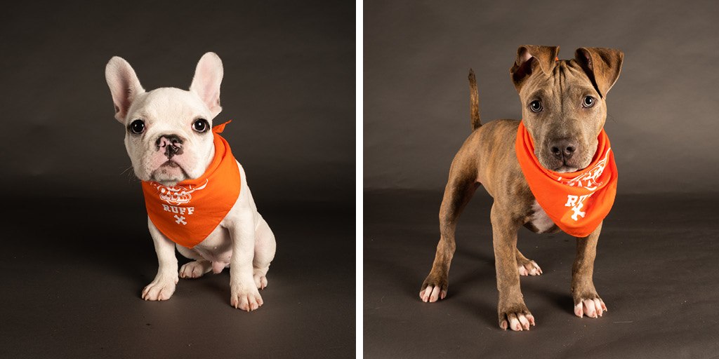 These Philadelphia Dogs Are in the Puppy Bowl This Year - Vimarsana News