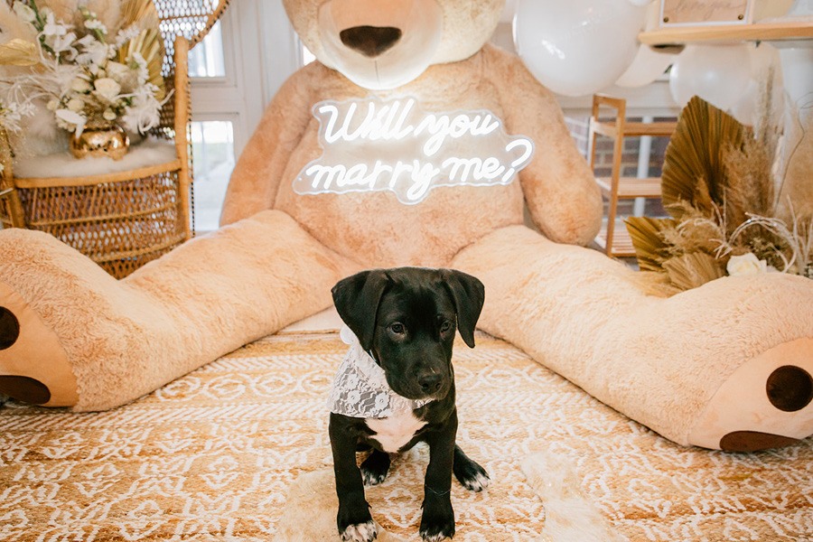 puppy proposal